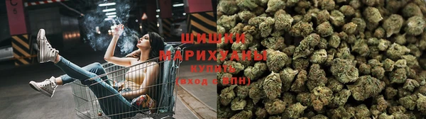 сатива Зерноград